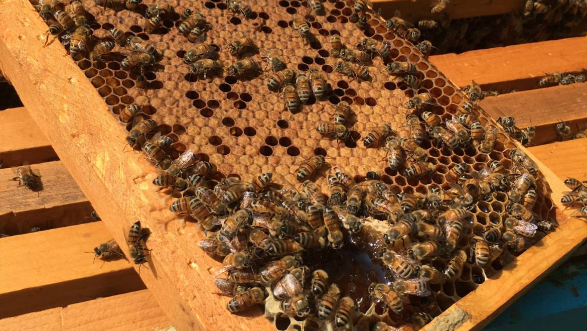 Welcome to our virtual apiary!