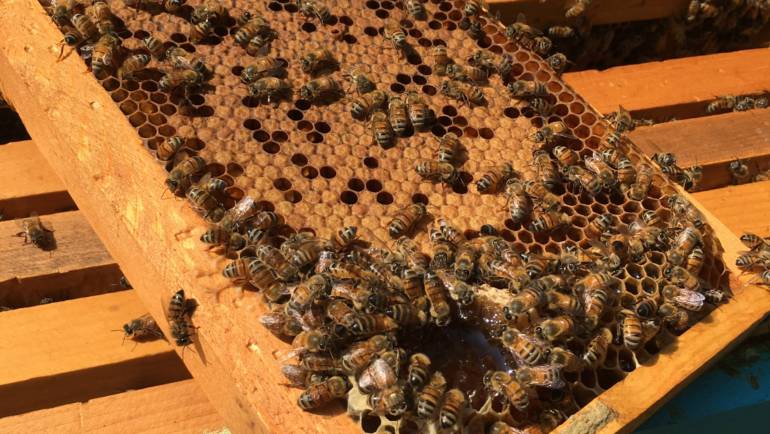 Welcome to our virtual apiary!
