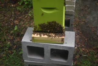 Bee Colony Management